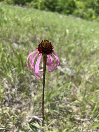 Echinacea simulata, photographed by Nathan Aaron