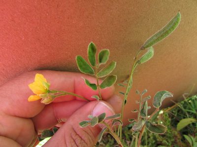 Senna crotalarioides, photographed by Carlos Martorell