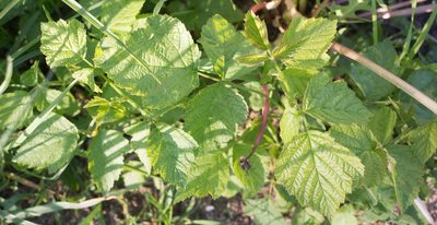 Rubus caesius, photographed by Anastasia_Surkova