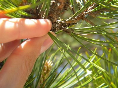 Pinus rigida, photographed by Tim Kirsten