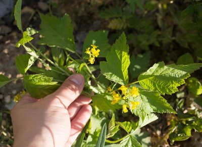 Barbarea vulgaris, photographed by Anastasia_Surkova