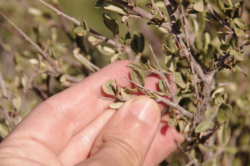 Cercocarpus breviflorus, photographed by Eric Knight