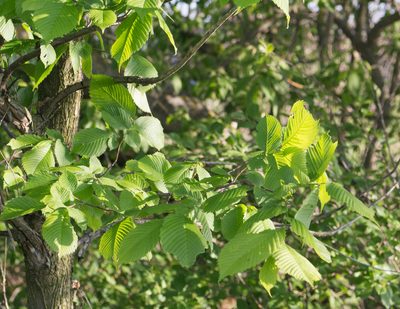 Ulmus laevis, photographed by Anastasia_Surkova