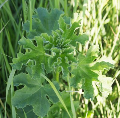 Malva thuringiaca, photographed by Anastasia_Surkova