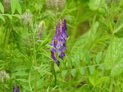 Vicia villosa, photographed by Yann Kemper