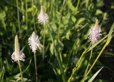 Plantago media, photographed by Anastasia_Surkova