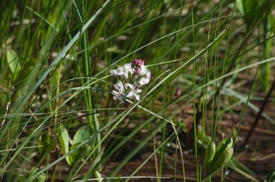 Menyanthes trifoliata, photographed by Валерий Гончарук