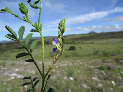 Dalea caeciliae, photographed by Carlos Martorell
