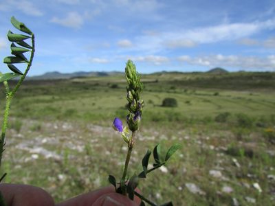 Dalea caeciliae, photographed by Carlos Martorell