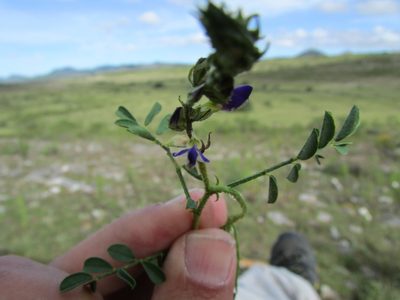 Dalea caeciliae, photographed by Carlos Martorell