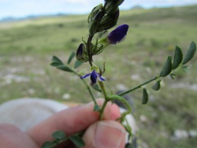 Dalea caeciliae, photographed by Carlos Martorell