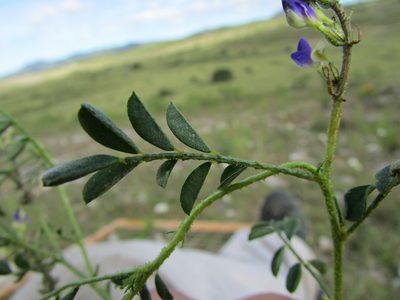 Dalea caeciliae, photographed by Carlos Martorell