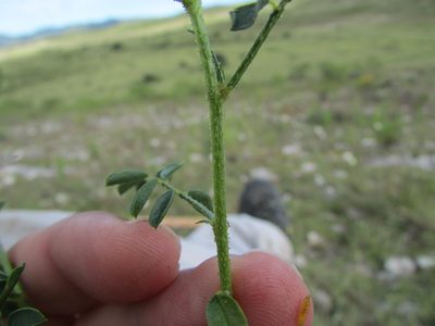Dalea caeciliae, photographed by Carlos Martorell