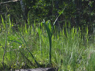 Typha latifolia, photographed by Валерий Гончарук