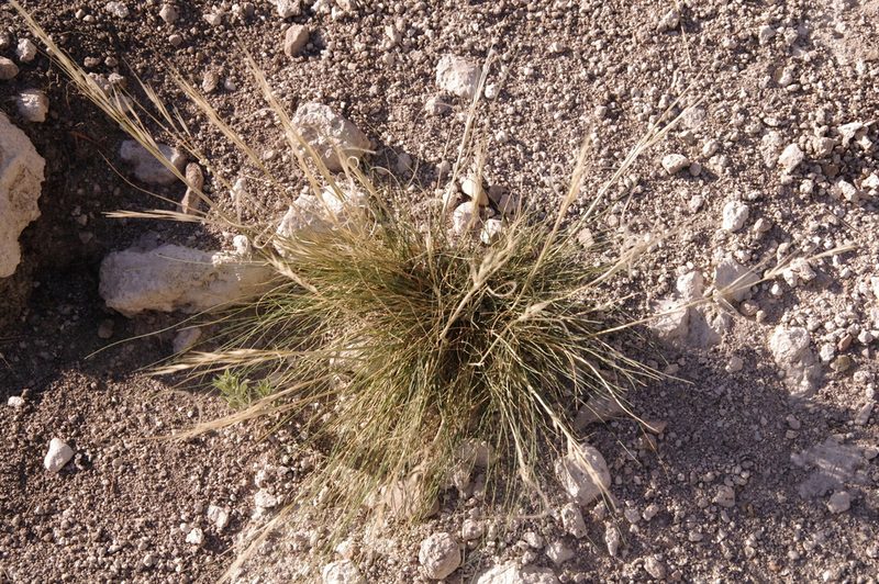 Hesperostipa neomexicana, photographed by Eric Knight