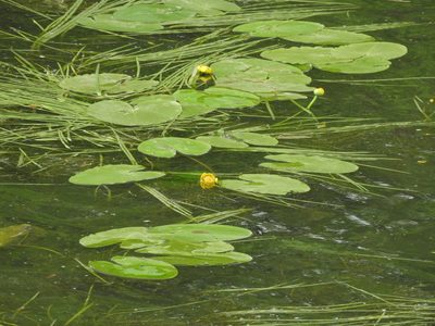 Nuphar lutea, photographed by Yann Kemper