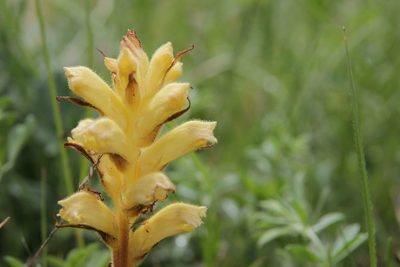 Orobanche lutea, photographed by Olivier Argagnon