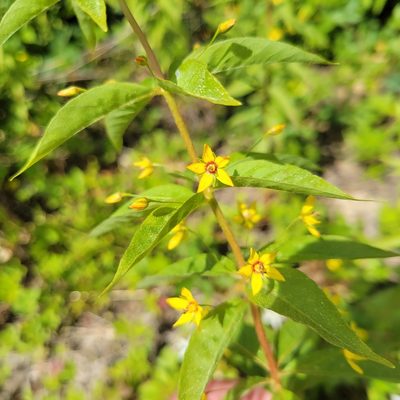 Lysimachia quadrifolia, photographed by Matt Pelikan