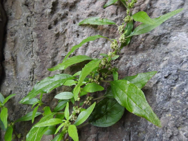 Parietaria officinalis, photographed by Yann Kemper
