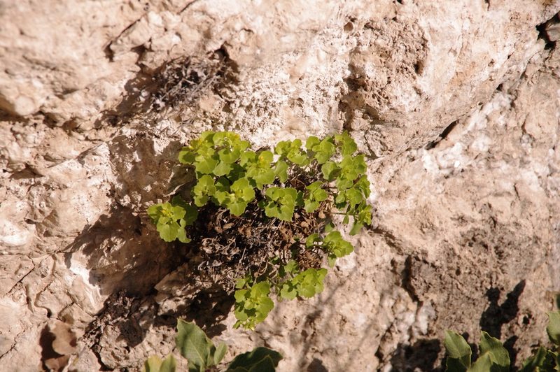 Perityle quinqueflora, photographed by Eric Knight