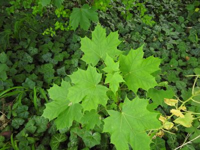 Acer platanoides, photographed by Yann Kemper