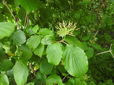 Cornus sanguinea, photographed by Yann Kemper