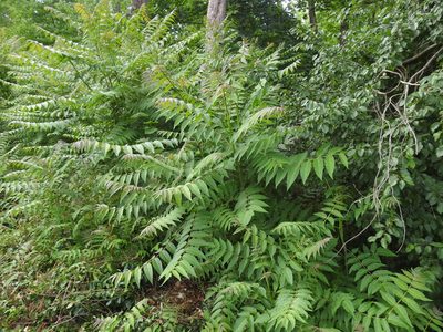 Ailanthus altissima, photographed by Yann Kemper