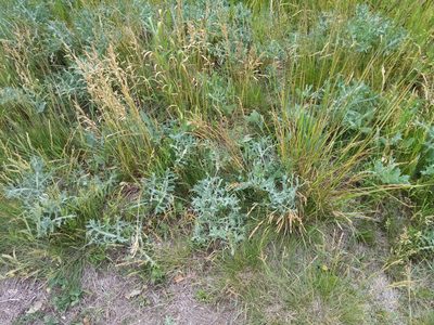 Eryngium campestre, photographed by Vladimír Fuka