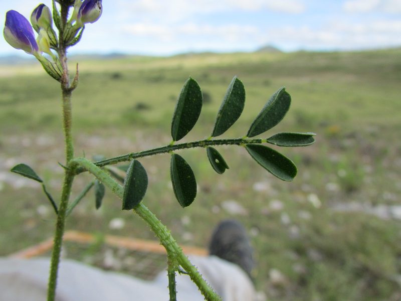 Dalea caeciliae, photographed by Carlos Martorell