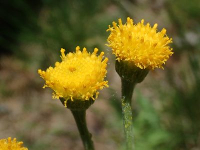 Tephroseris helenitis, photographed by Joan Simon