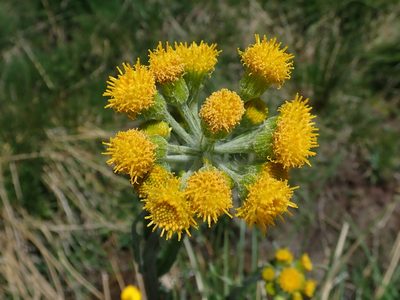 Tephroseris helenitis, photographed by Joan Simon