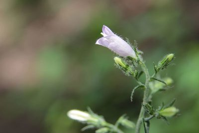 Campanula sibirica, photographed by Olivier Argagnon