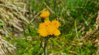 Tephroseris helenitis, photographed by Joan Simon