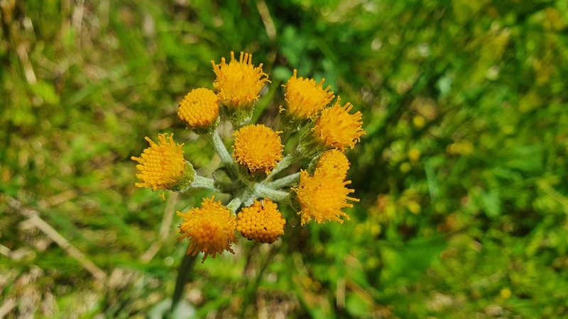 Tephroseris helenitis, photographed by Joan Simon