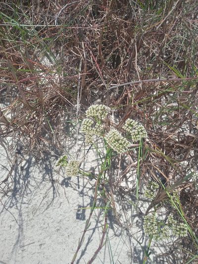Paronychia erecta, photographed by Abby Darrah