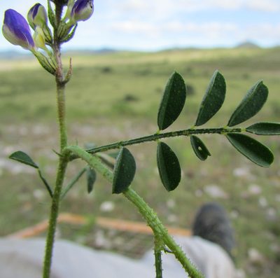Dalea caeciliae, photographed by Carlos Martorell