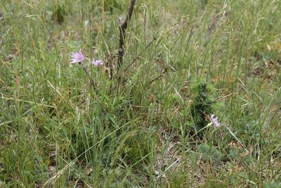 Scorzonera purpurea, photographed by Olivier Argagnon