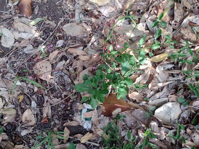 Talinum paniculatum, photographed by Kevin Faccenda