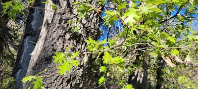Quercus kelloggii, photographed by Amthinkia
