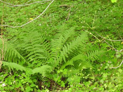 Dryopteris filix-mas, photographed by Yann Kemper