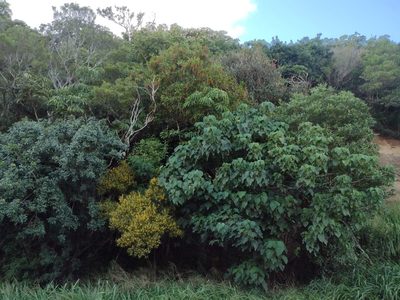 Acacia confusa, photographed by Kevin Faccenda