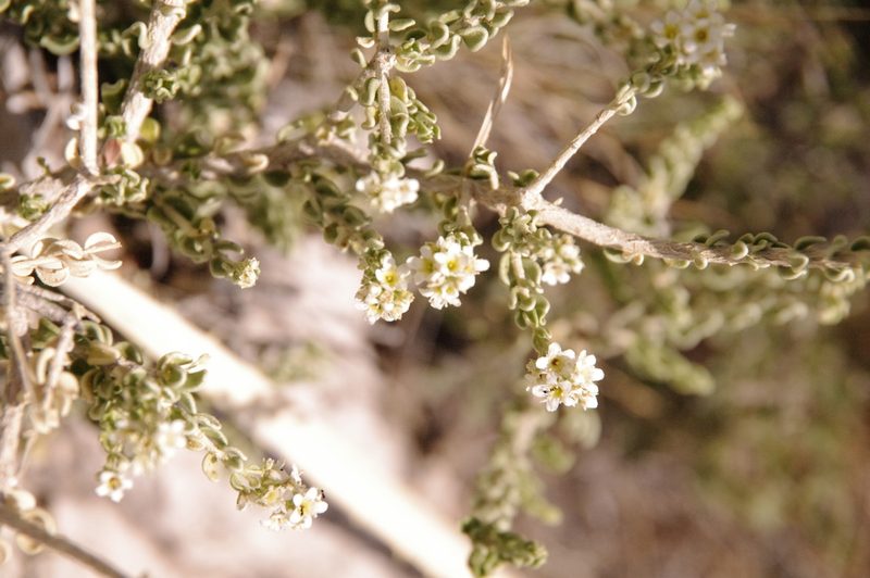 Mortonia scabrella, photographed by Eric Knight