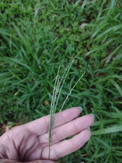 Digitaria setigera, photographed by Kevin Faccenda