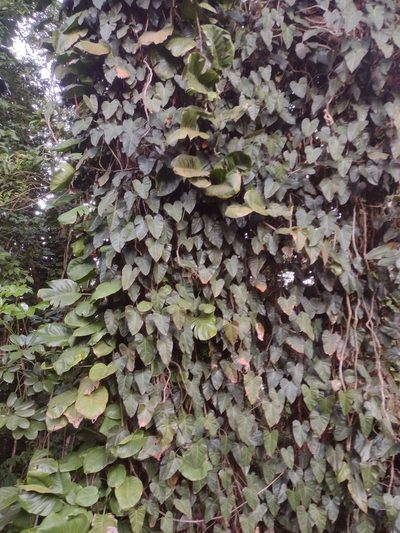 Philodendron erubescens, photographed by Kevin Faccenda