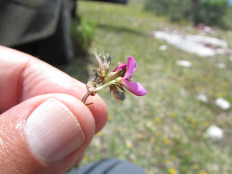 Desmodium subsessile, photographed by Carlos Martorell