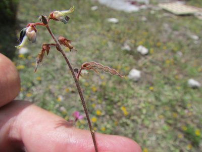 Desmodium subsessile, photographed by Carlos Martorell