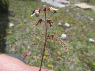Desmodium subsessile, photographed by Carlos Martorell