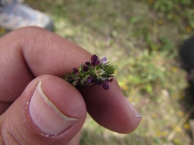 Dalea obovatifolia, photographed by Carlos Martorell