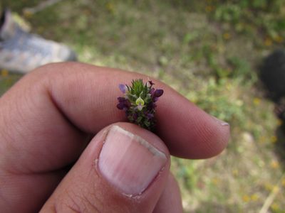 Dalea obovatifolia, photographed by Carlos Martorell