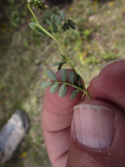 Dalea obovatifolia, photographed by Carlos Martorell